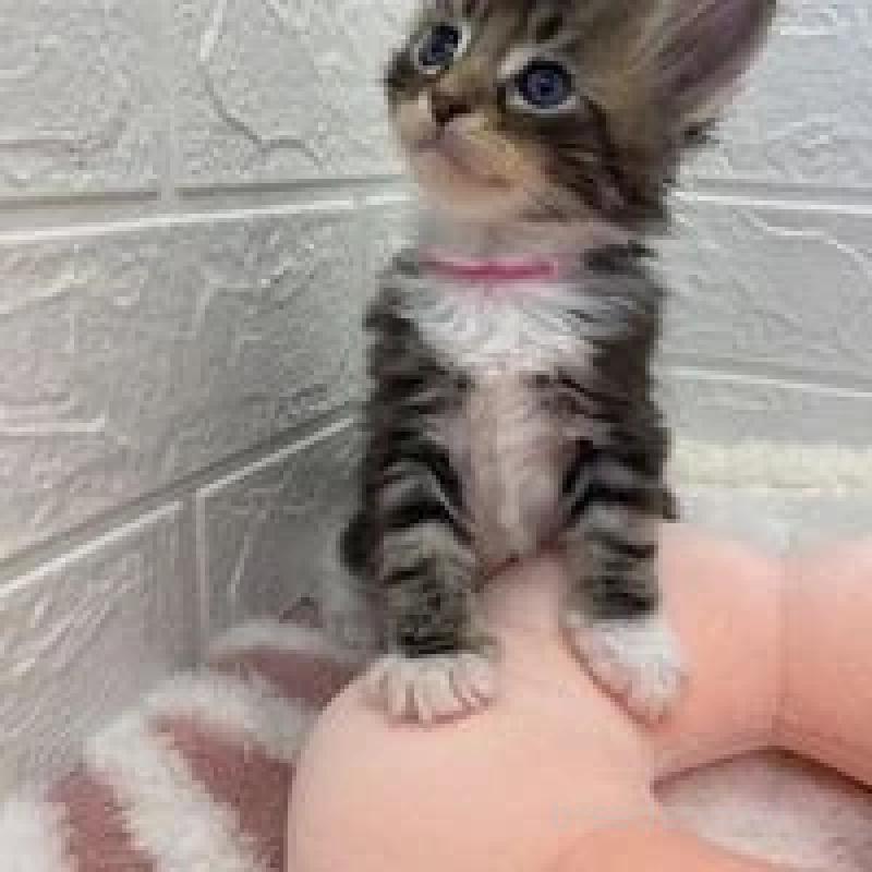 販売中の埼玉県のメインクーン-132776の6枚目