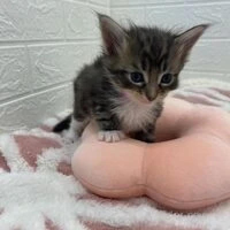 販売中の埼玉県のメインクーン-132776の5枚目