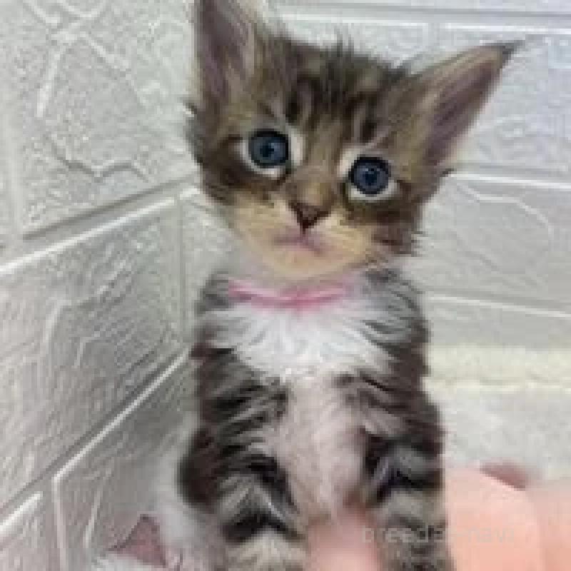 販売中の埼玉県のメインクーン-132776の3枚目