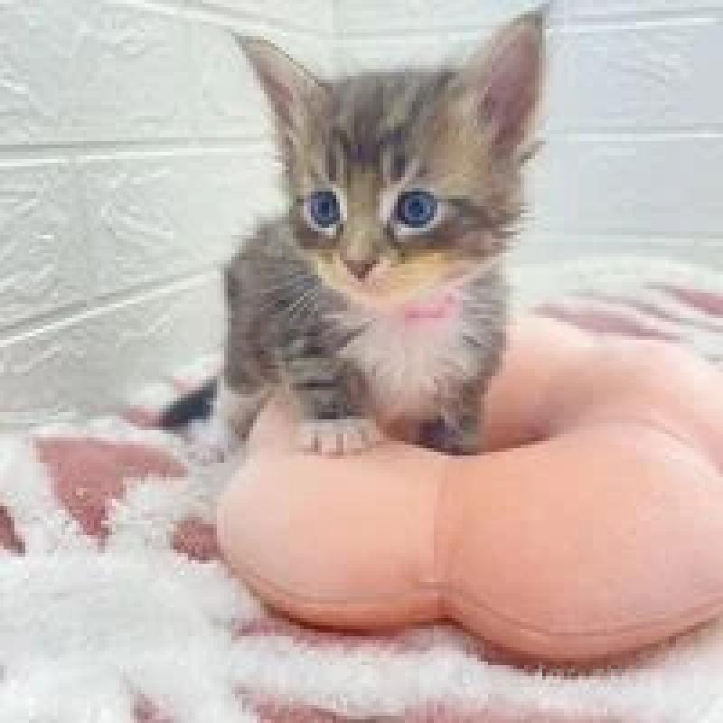 販売中の埼玉県のメインクーン-132776の4枚目