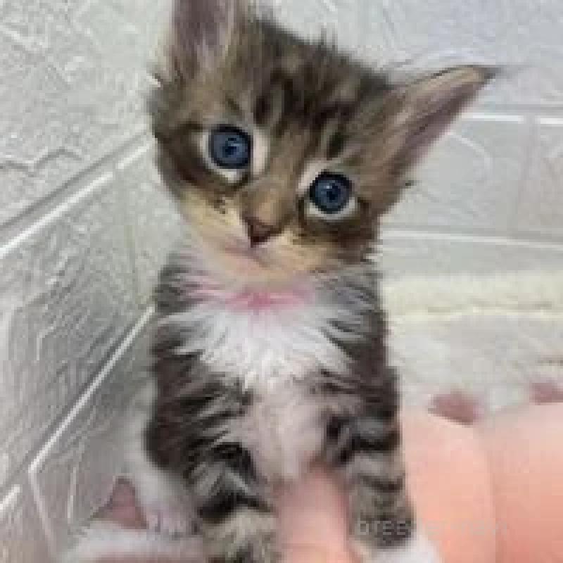 販売中の埼玉県のメインクーン-132776の2枚目