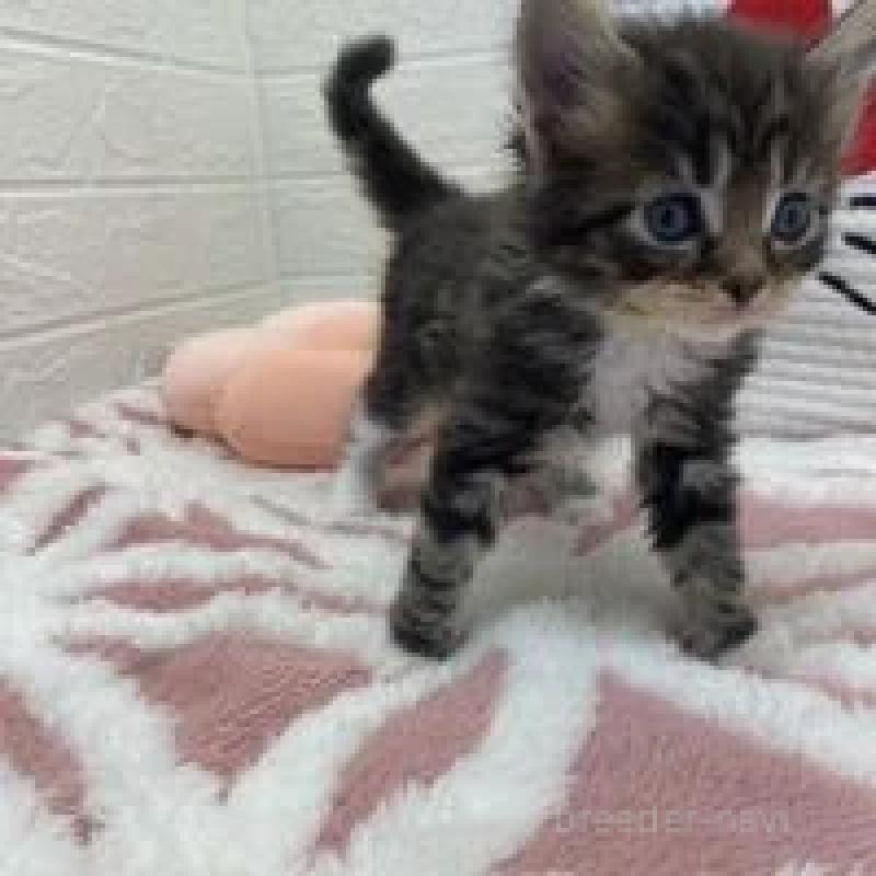 販売中の埼玉県のメインクーン-132777の10枚目