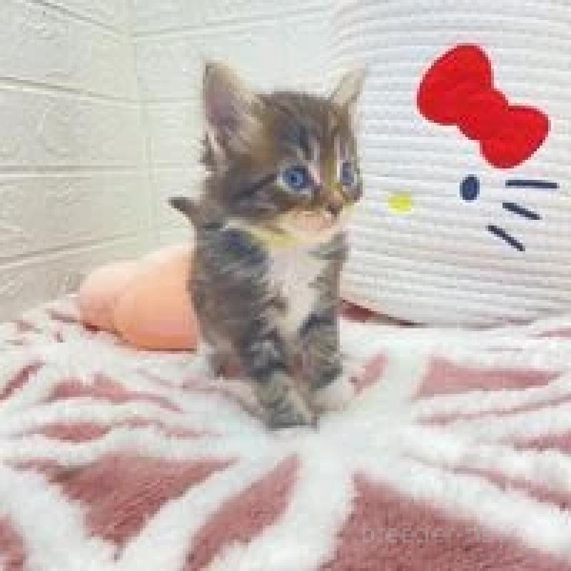 販売中の埼玉県のメインクーン-132777の8枚目