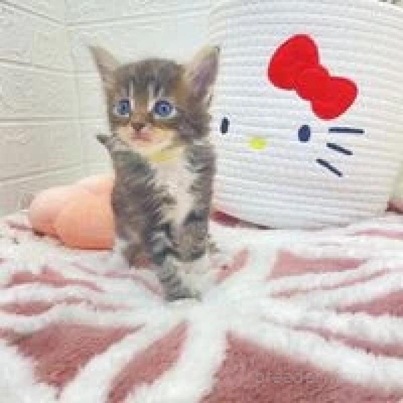 販売中の埼玉県のメインクーン-132777の7枚目