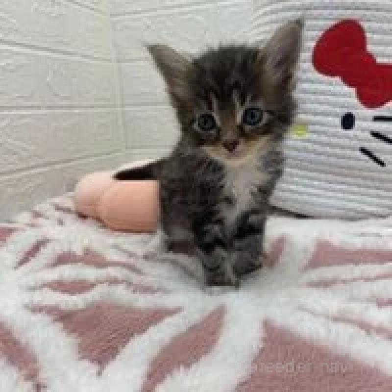 販売中の埼玉県のメインクーン-132777の5枚目