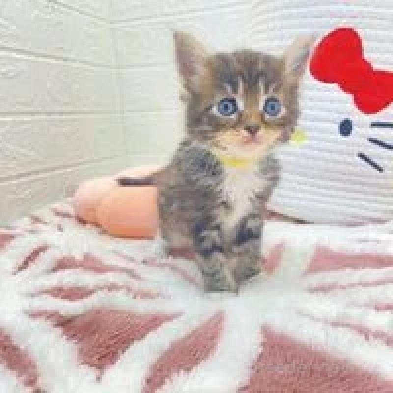 販売中の埼玉県のメインクーン-132777の6枚目