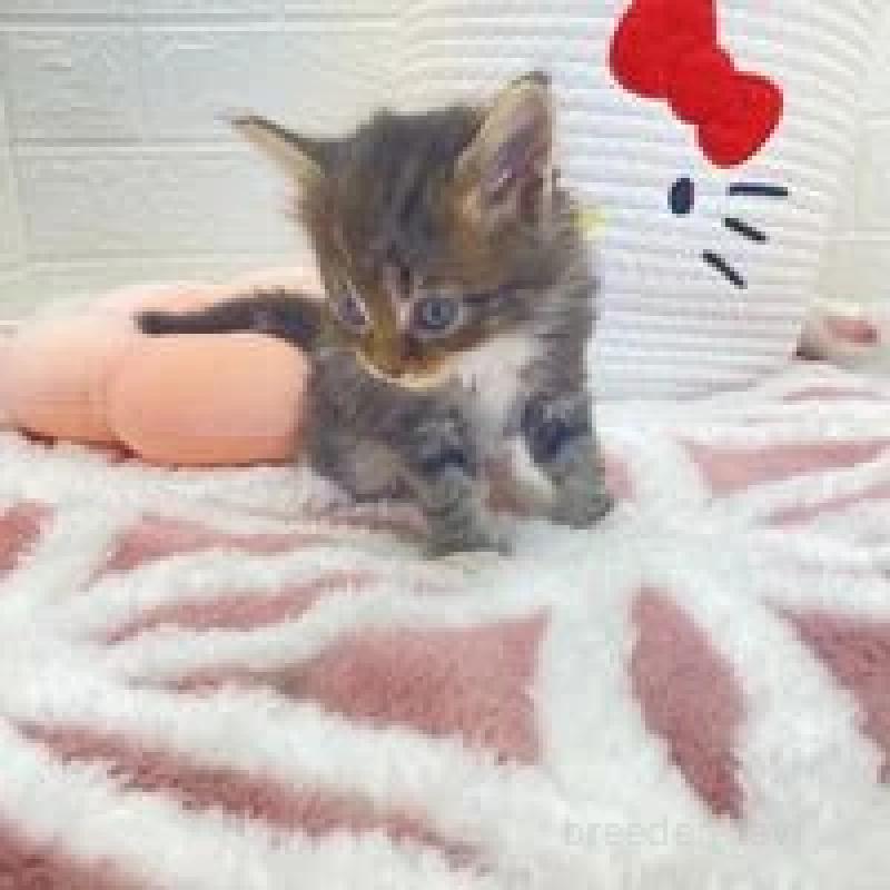 販売中の埼玉県のメインクーン-132777の4枚目