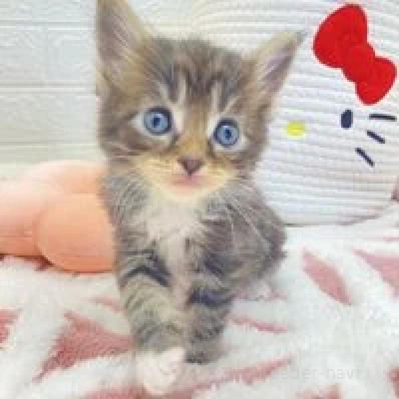 販売中の埼玉県のメインクーン-132777