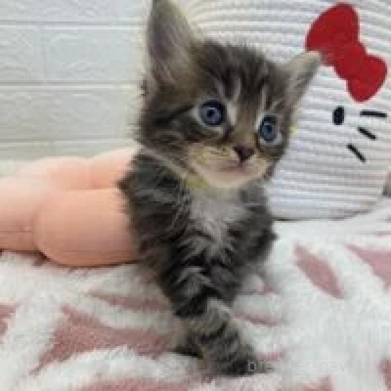 販売中の埼玉県のメインクーン-132777の3枚目