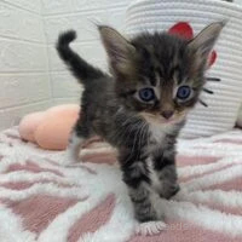 販売中の埼玉県のメインクーン-132777の2枚目