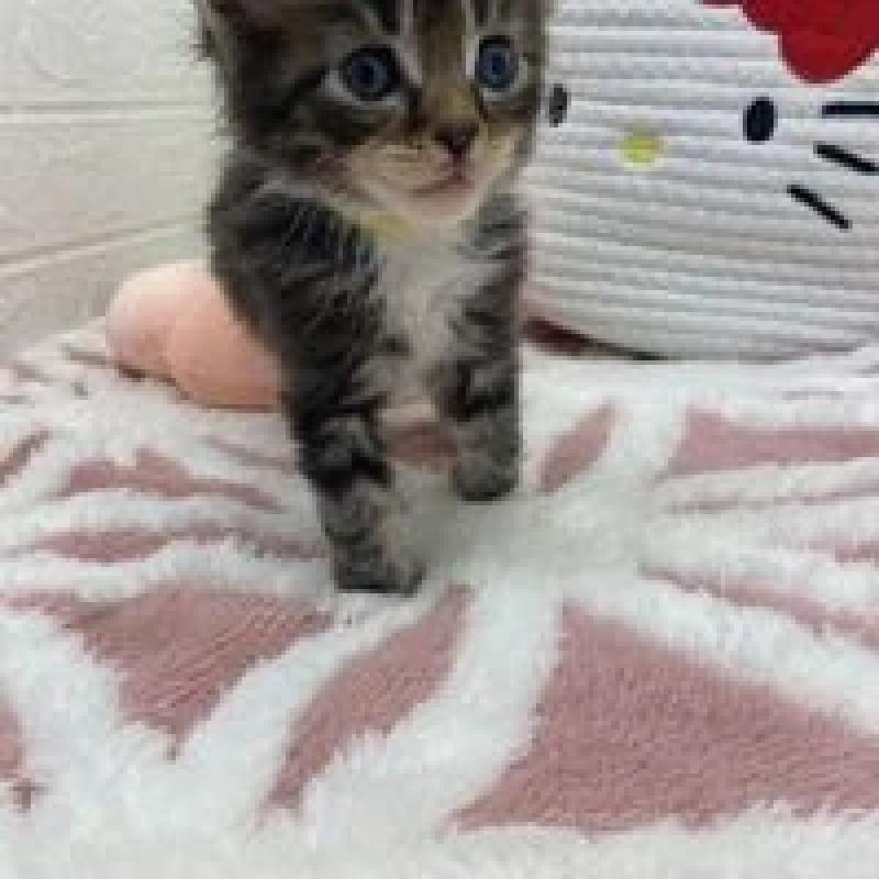 販売中の埼玉県のメインクーン-132778の6枚目