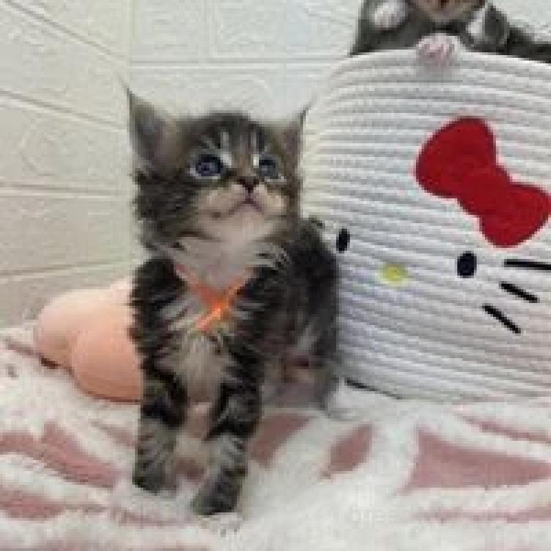 販売中の埼玉県のメインクーン-132778の5枚目