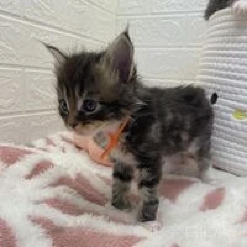 販売中の埼玉県のメインクーン-132778の4枚目