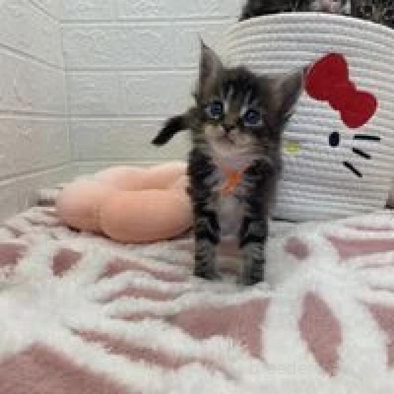 販売中の埼玉県のメインクーン-132778の3枚目