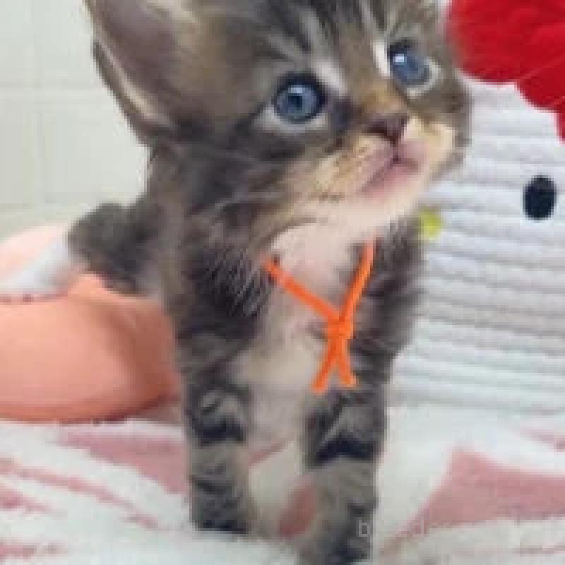 販売中の埼玉県のメインクーン-132778の2枚目