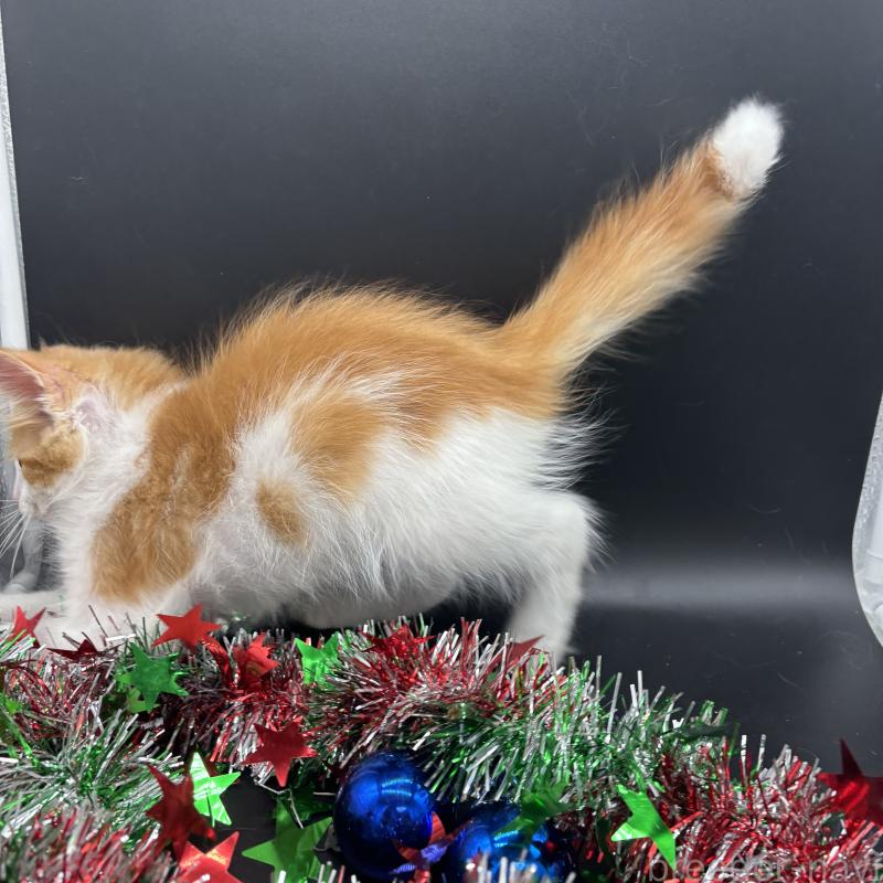 販売中の千葉県のノルウェージャンフォレストキャット-132779の3枚目