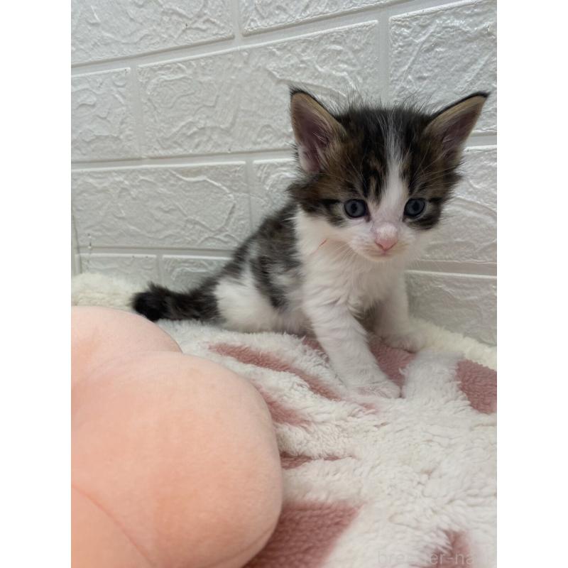 販売中の埼玉県のメインクーン-132780の13枚目