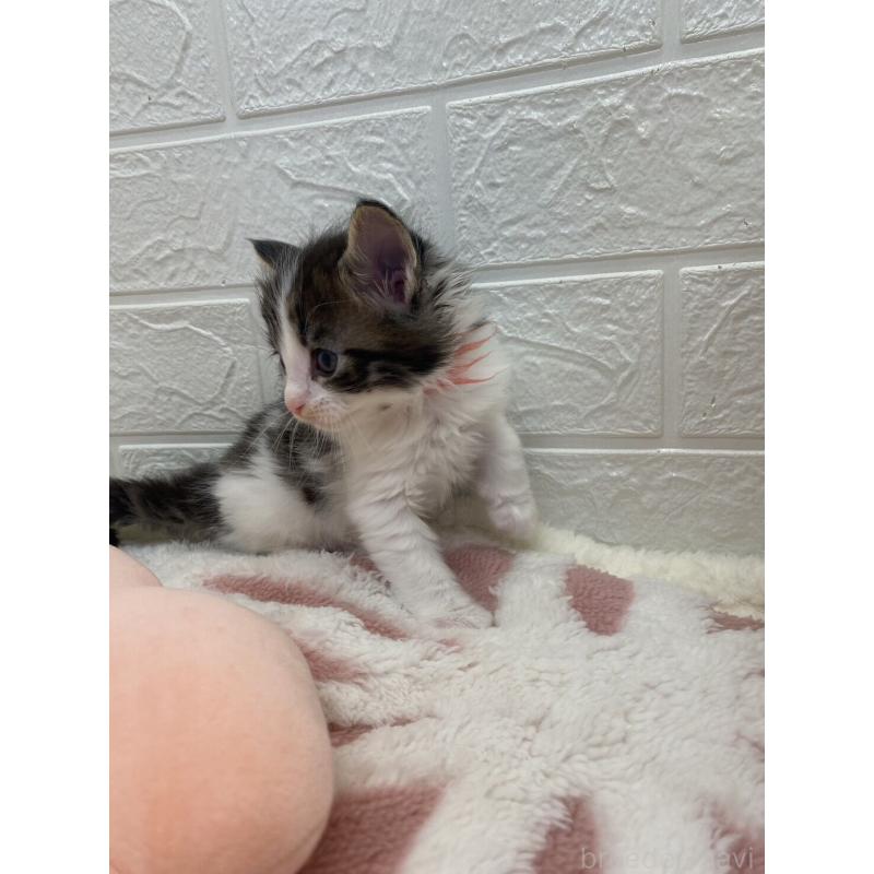 販売中の埼玉県のメインクーン-132780の12枚目