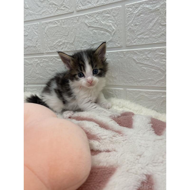 販売中の埼玉県のメインクーン-132780の11枚目