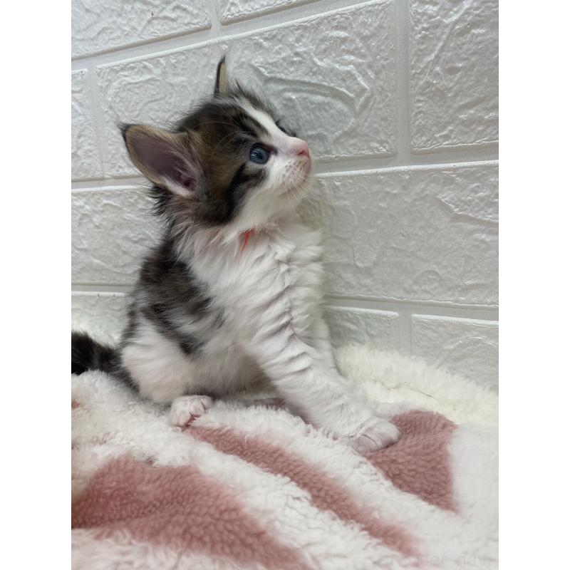 販売中の埼玉県のメインクーン-132780の10枚目