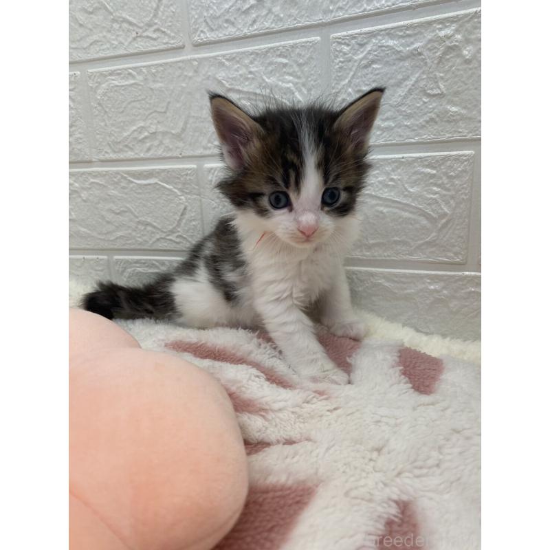 販売中の埼玉県のメインクーン-132780の9枚目