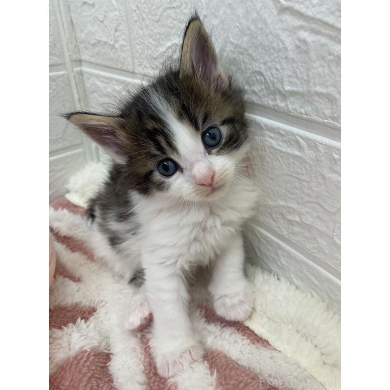 販売中の埼玉県のメインクーン-132780の8枚目