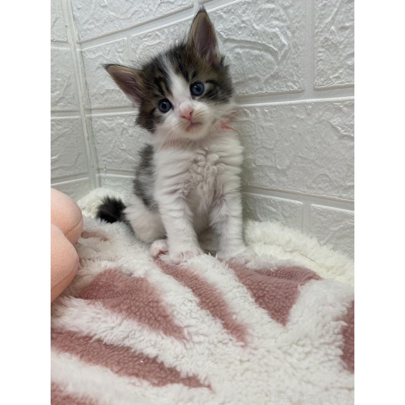 販売中の埼玉県のメインクーン-132780の7枚目