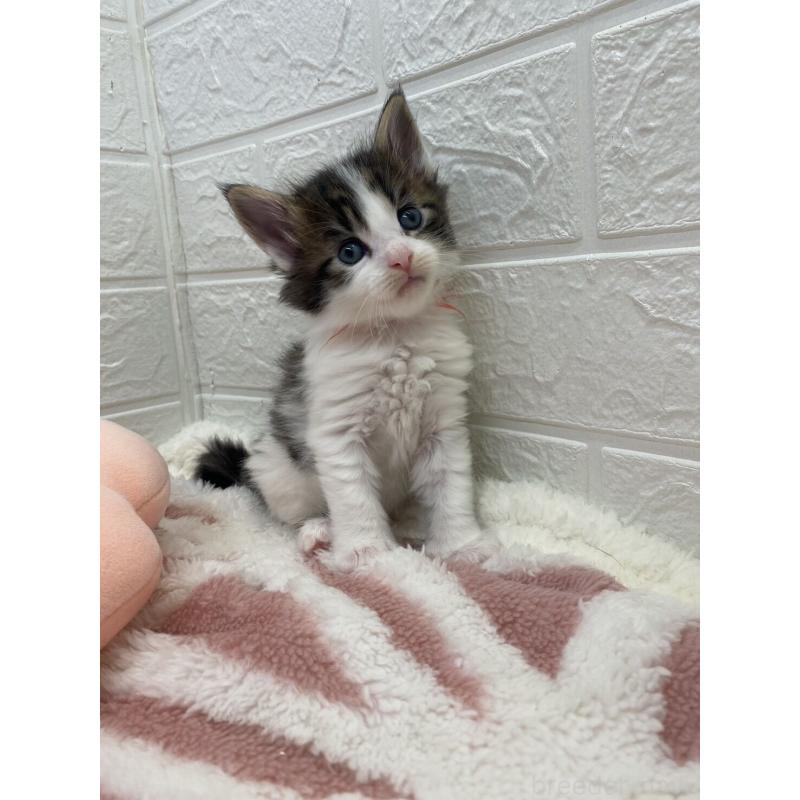 販売中の埼玉県のメインクーン-132780の6枚目