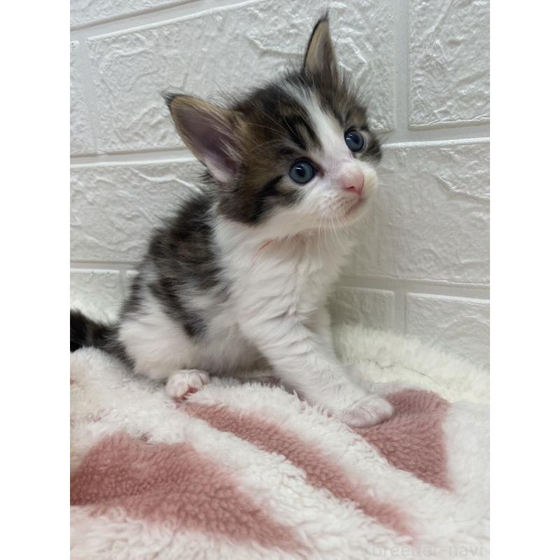 販売中の埼玉県のメインクーン-132780の5枚目