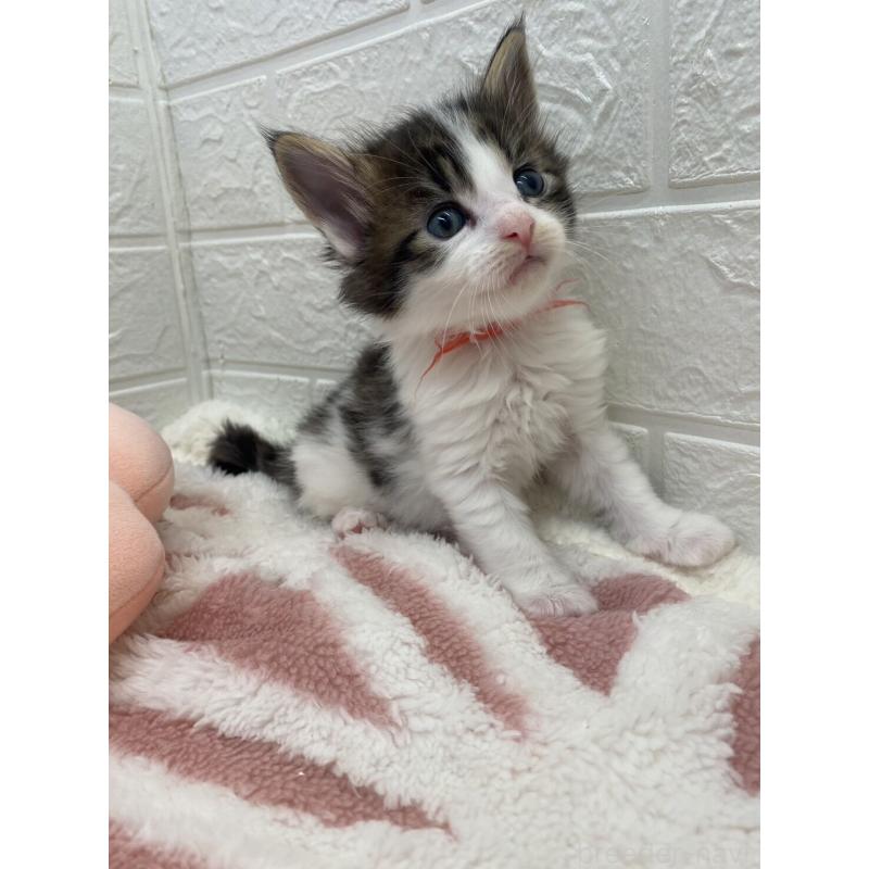 販売中の埼玉県のメインクーン-132780の4枚目