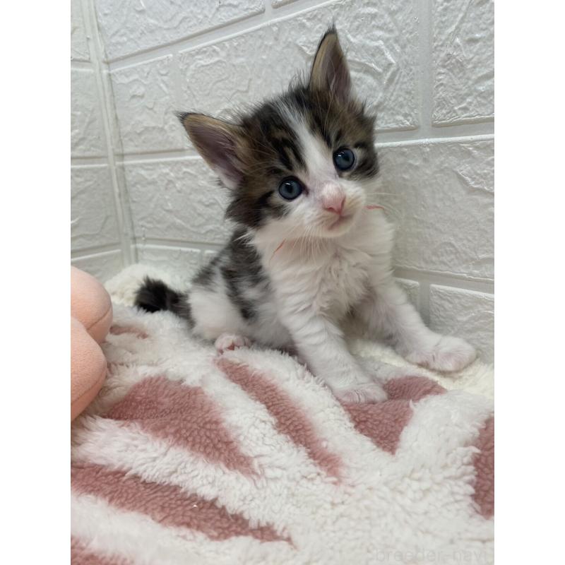 販売中の埼玉県のメインクーン-132780の3枚目