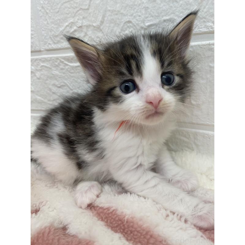 販売中の埼玉県のメインクーン-132780の2枚目