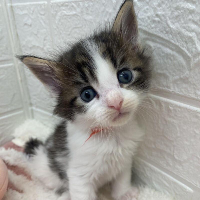 販売中の埼玉県のメインクーン-132780