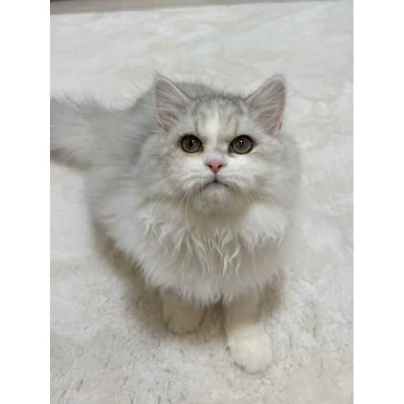 販売中の東京都のミヌエット-126330の6枚目