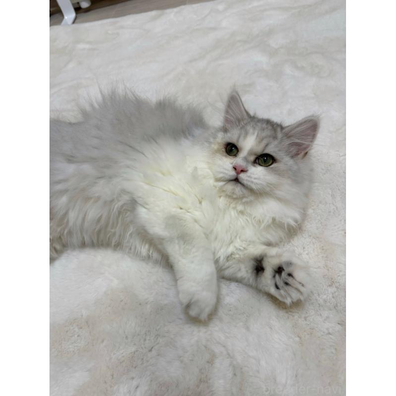 販売中の東京都のミヌエット-126330の5枚目