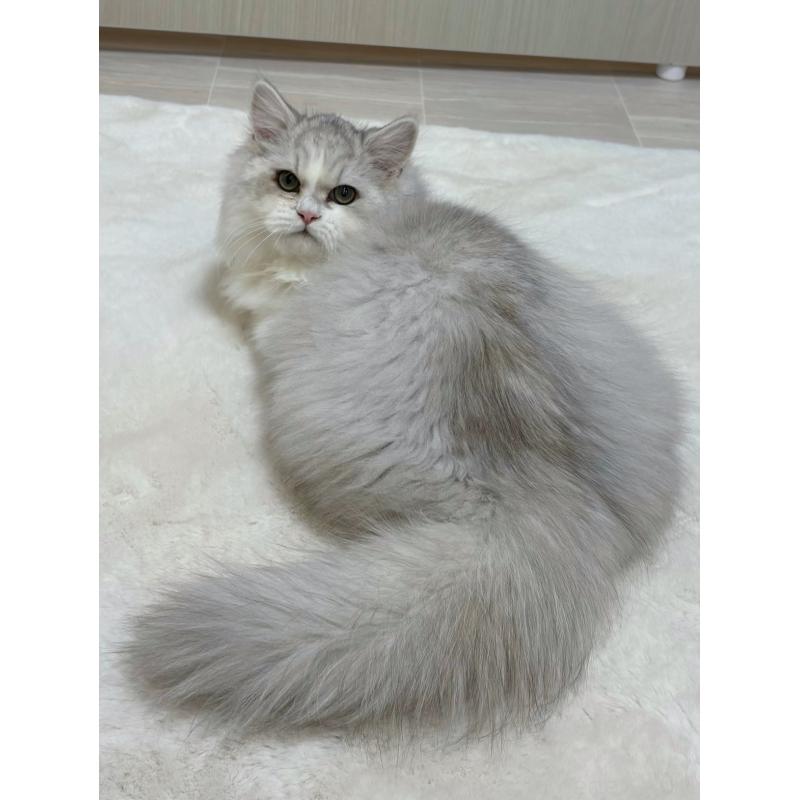 販売中の東京都のミヌエット-126330の2枚目