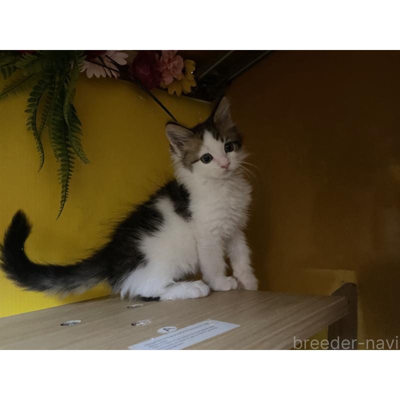 販売中の京都府のメインクーン-132784の5枚目