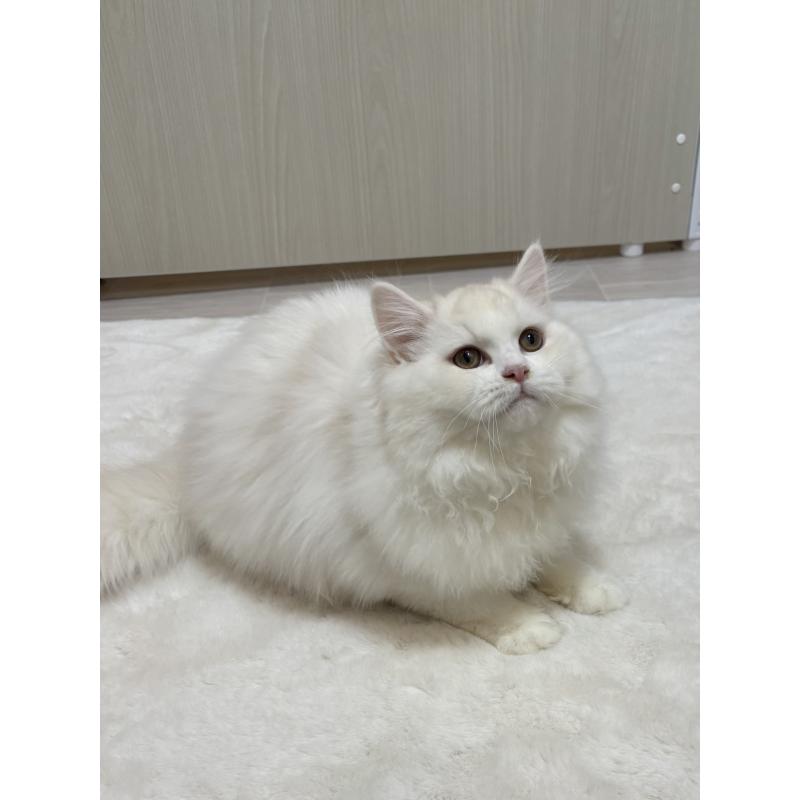 販売中の東京都のミヌエット-126333の6枚目