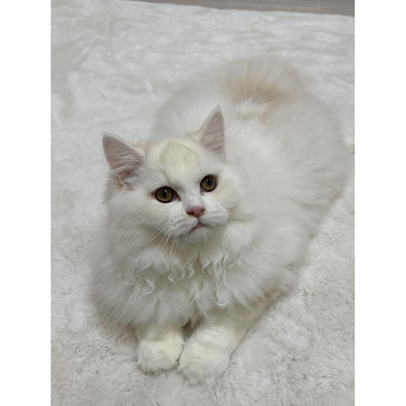 販売中の東京都のミヌエット-126333の5枚目