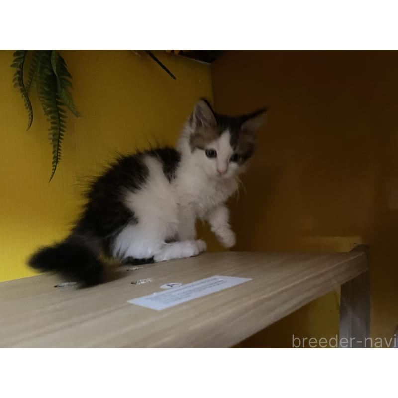 販売中の京都府のメインクーン-132784の4枚目