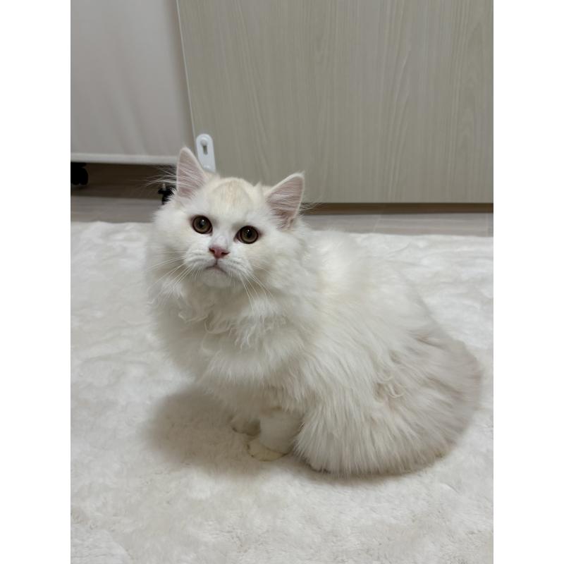 販売中の東京都のミヌエット-126333の4枚目