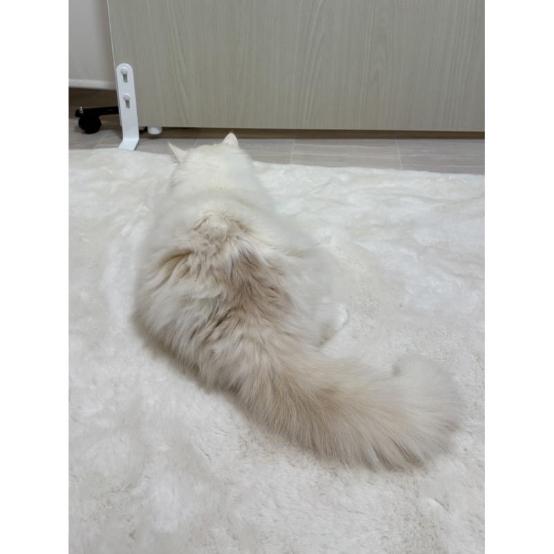 販売中の東京都のミヌエット-126333の3枚目