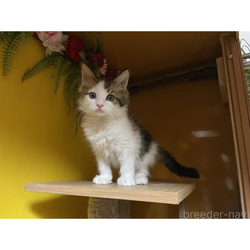 販売中の京都府のメインクーン-132784の3枚目