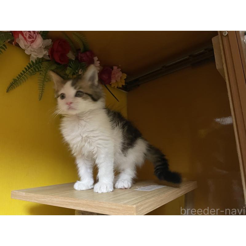 販売中の京都府のメインクーン-132784の2枚目