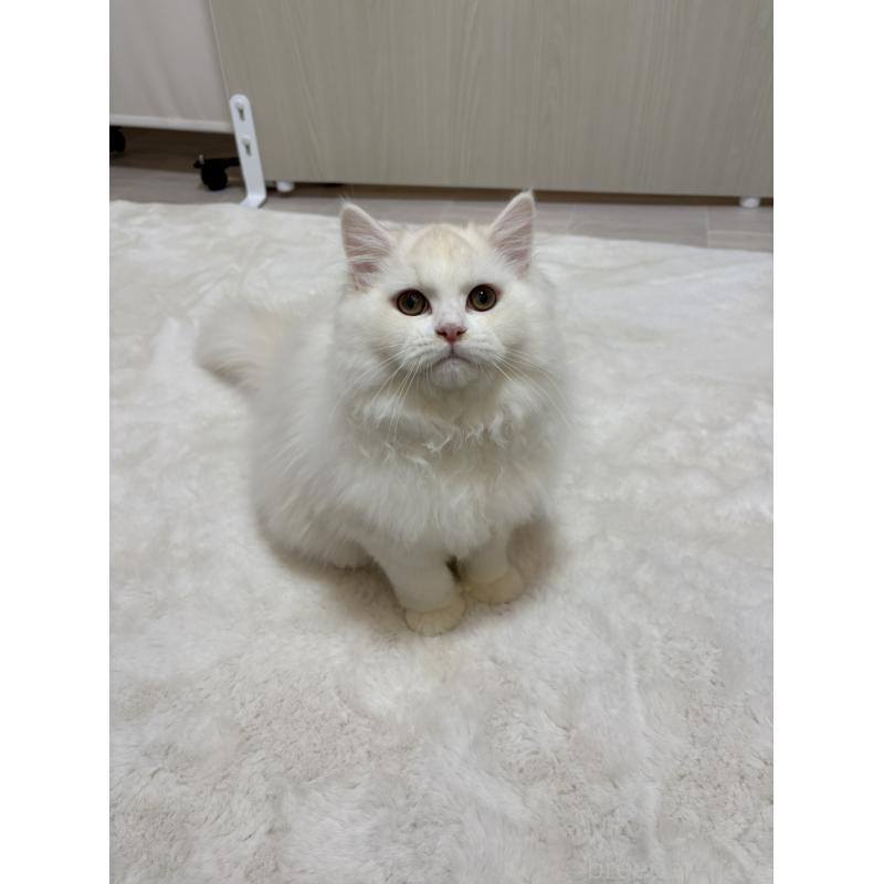 販売中の東京都のミヌエット-126333の2枚目