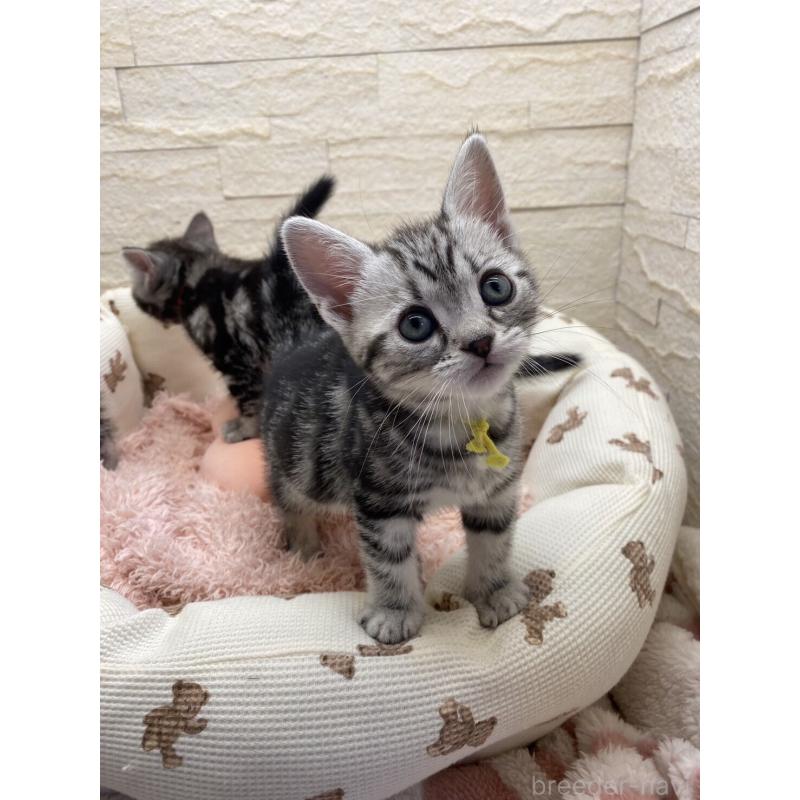 販売中の埼玉県のアメリカンショートヘア-132788の15枚目