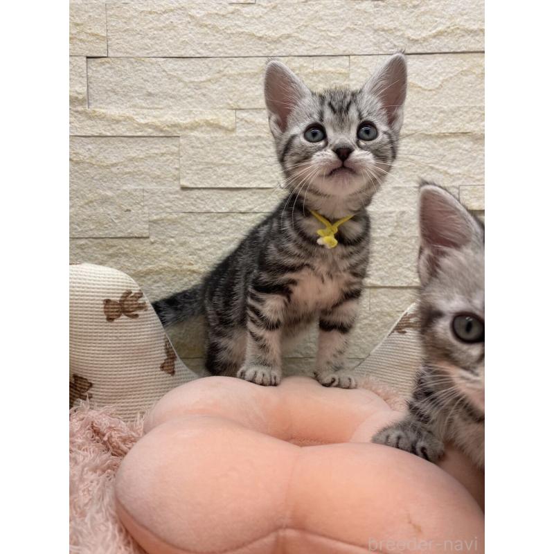 販売中の埼玉県のアメリカンショートヘア-132788の14枚目