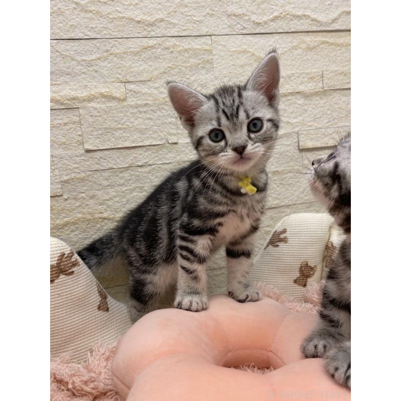 販売中の埼玉県のアメリカンショートヘア-132788の13枚目