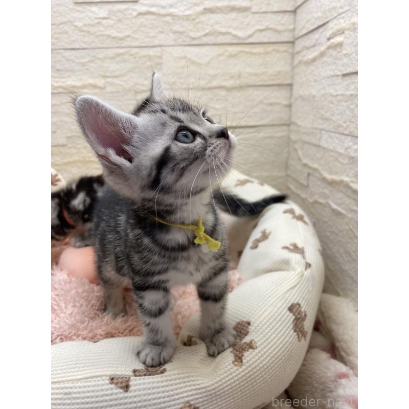 販売中の埼玉県のアメリカンショートヘア-132788の12枚目