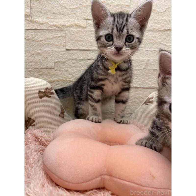 販売中の埼玉県のアメリカンショートヘア-132788の11枚目